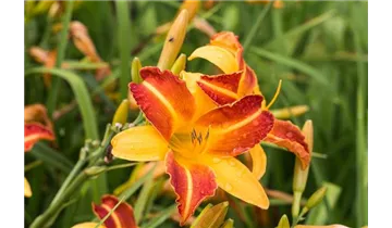 Gartenbaumschule Becker