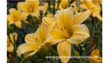 Gartenbaumschule Becker