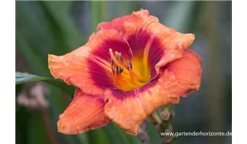 Gartenbaumschule Becker