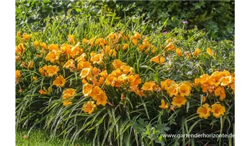 Gartenbaumschule Becker