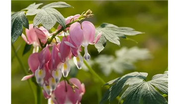 Gartenbaumschule Becker