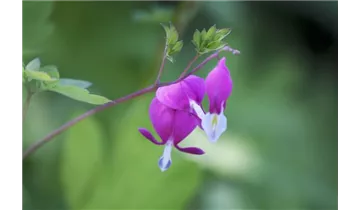 Gartenbaumschule Becker