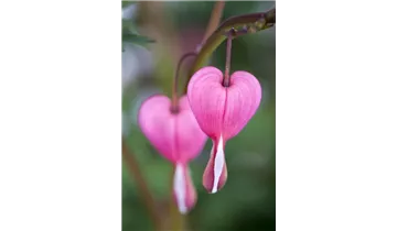 Gartenbaumschule Becker