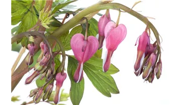 Gartenbaumschule Becker