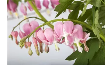 Gartenbaumschule Becker