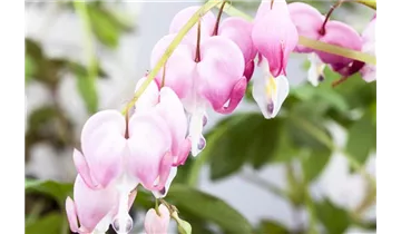 Gartenbaumschule Becker