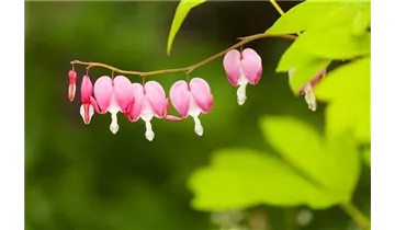 Gartenbaumschule Becker
