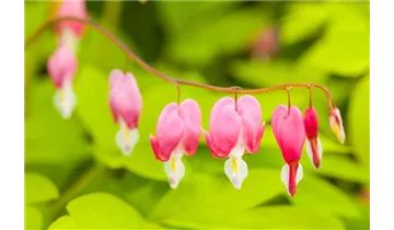 Gartenbaumschule Becker