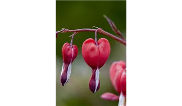 Gartenbaumschule Becker