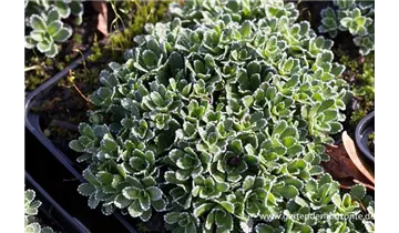 Gartenbaumschule Becker