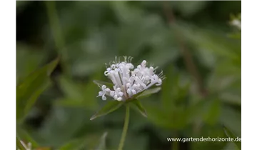 Gartenbaumschule Becker