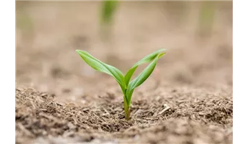 Gartenbaumschule Becker