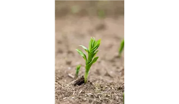 Gartenbaumschule Becker