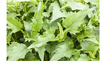 Gartenbaumschule Becker