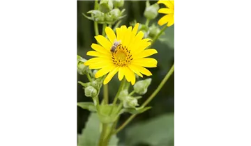 Gartenbaumschule Becker