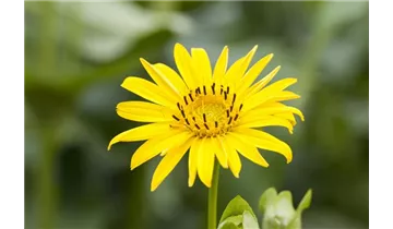 Gartenbaumschule Becker