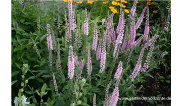 Gartenbaumschule Becker