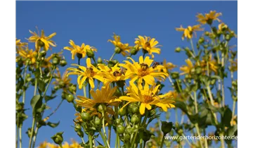 Gartenbaumschule Becker