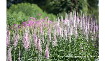 Gartenbaumschule Becker