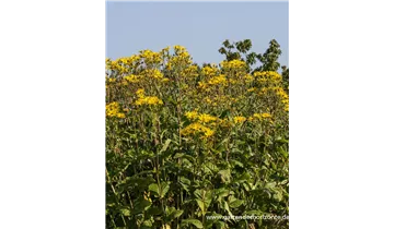 Gartenbaumschule Becker
