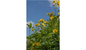 Gartenbaumschule Becker