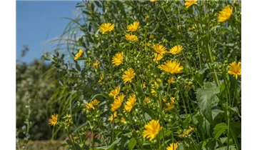 Gartenbaumschule Becker