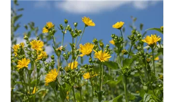 Gartenbaumschule Becker
