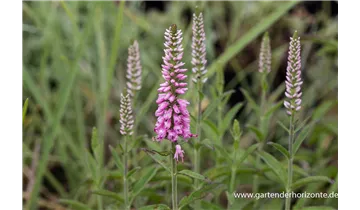 Gartenbaumschule Becker