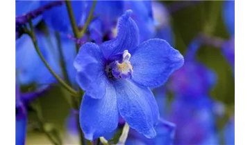 Gartenbaumschule Becker