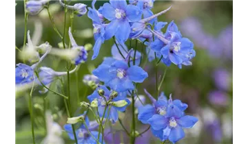 Gartenbaumschule Becker