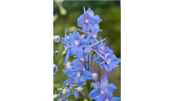 Gartenbaumschule Becker