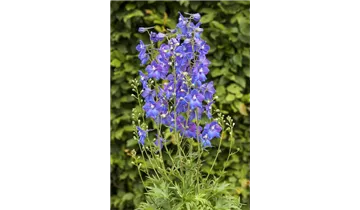 Gartenbaumschule Becker