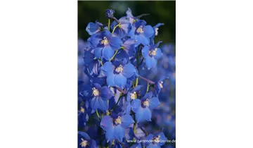 Gartenbaumschule Becker