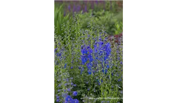 Gartenbaumschule Becker