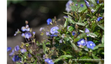 Gartenbaumschule Becker