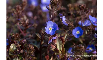 Gartenbaumschule Becker