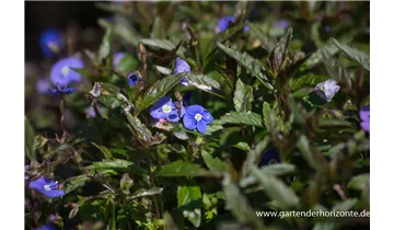 Gartenbaumschule Becker