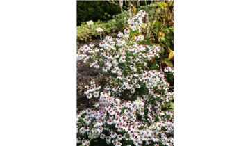 Gartenbaumschule Becker