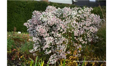 Gartenbaumschule Becker