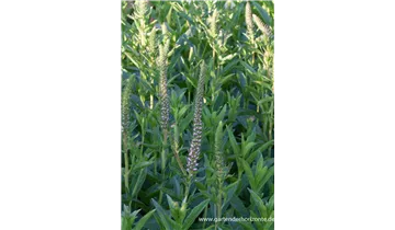 Gartenbaumschule Becker