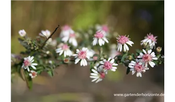 Gartenbaumschule Becker