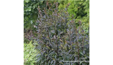 Gartenbaumschule Becker