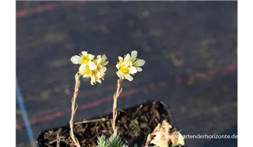 Gartenbaumschule Becker