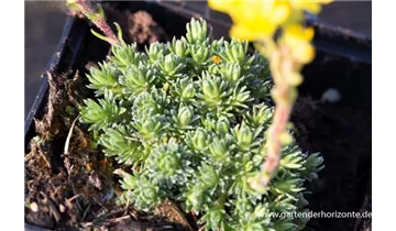 Gartenbaumschule Becker