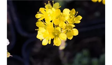 Gartenbaumschule Becker