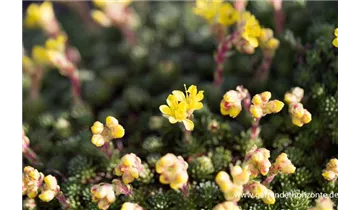 Gartenbaumschule Becker