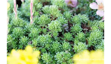 Gartenbaumschule Becker