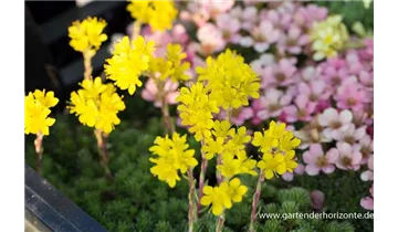 Gartenbaumschule Becker