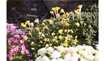 Gartenbaumschule Becker