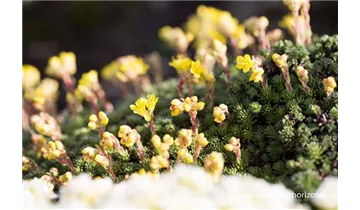 Gartenbaumschule Becker